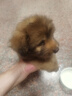 卫仕 亲和配方羊奶粉400g*2新生幼犬猫咪狗狗通用发情期术后营养补充 实拍图