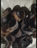 双塔东北黑木耳500g肉厚无根干木耳东北特产小碗耳火锅食材南北干货 实拍图