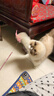 【京东快递】仙女逗猫棒猫咪玩具带铃铛逗猫神器耐咬羽毛逗猫棒 羽毛粉色款1支 实拍图