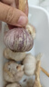 紫白皮蒜水果大蒜超市即食生鲜蔬菜大蒜 [活动]10头 200g 单果3.5-5cm 实拍图
