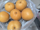 三萌果蔬山东秋月梨 当季新鲜脆甜冰糖梨子水果礼盒节日送礼 5斤精品果【单果300g起】净重4.5斤 实拍图