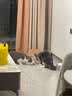 倍内菲鲜肉烘焙猫粮 生骨肉冻干全价成幼猫全期鸡肉乳鸽营养主粮推荐 【含10%冻干】鸡肉三文鱼配方6kg 实拍图