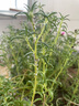 锐本花卉杀虫剂喷雾植物土壤月季花草红蜘蛛蚜虫小飞黑除虫神器500ml  实拍图
