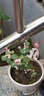 开时果 金枝玉叶盆栽棒棒糖老桩 多肉植物盆景水培办公室桌面花卉小绿植 【丛生款】哥窑浅蓝盆+苔藓+底托 实拍图