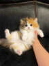 涴喵 纯种宠物猫咪活体金银渐层幼猫全程辅助养猫签订合同双重保障 宠物级 矮脚曼基康 实拍图