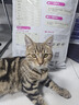靓贝猫粮 牛肉三文鱼 猫粮 幼猫 成猫 通用全价猫粮 10kg20斤 实拍图