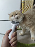 HELLOJOY宠物猫毛梳喷雾按摩梳去浮毛开结撸猫针梳猫咪梳毛专用神器猫梳子 实拍图