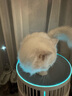 霍尼韦尔（Honeywell）宠物空气净化器吸猫毛除过敏源猫猫搭子 猫毛净化器杀菌消毒除异味【家电国家补贴】KJ360F-C22W 实拍图