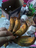 广西网红小米蕉青香蕉发货密封放熟吃新鲜水果皮薄肉厚 带箱2斤青蕉发货 实拍图