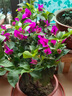 沁茗毓三角梅盆栽花苗植物室内外庭院阳台好养四季开花爬藤易成活花卉 紫霞仙子 商家推荐-6年苗【花期带花发货】 实拍图