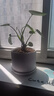 陶瓷花盆绿植盆栽亚光北欧风简约花盆大号桌面绿植盆送塑料托盘 白色 大号（16.5*16.5*14） 实拍图