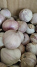 正宗云南紫皮独头蒜干蒜高原珍珠蒜新鲜蔬菜调料 优惠3斤单果2cm左右 实拍图