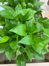 双盟绿萝盆栽除甲醛花卉绿植办公室新房净化空气160红1盆源头直发 实拍图