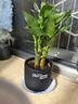 绿荫巷子富贵竹植物迷你盆栽室内办公室好养文昌竹绿植四季常青步步高花卉 【韩式水泥盆】3支富贵竹+日式猫 实拍图