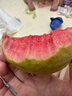 京鲜生树熟软糯红心芭乐 净重2.5斤装单果150g+ 番石榴 源头直发包邮 实拍图