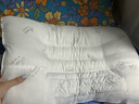 富安娜家纺 枕头芯宿舍颈椎枕芯决明子枕茶梗草本学生成人枕芯 决明子抗菌学生枕 单只 60*40*8cm 白色 实拍图