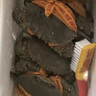 【活蟹】掌昕鲜三门青蟹 全母蟹（5-6两/只）3只 生鲜活螃蟹海鲜水产送礼品盒源头直发 实拍图