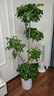 植男植女幸福树造型绿宝盆栽绿色植物客厅室内大型绿植办公室乔迁源头直发 实拍图