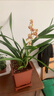 劉閣蘭花兰花苗世界上超香四季兰帝王妃 金边矮种夏带浓香花苞花卉盆栽 富贵蝶连体5苗带花苞，配盆土肥 实拍图