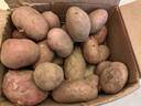 【真便宜】红皮土豆高原黄心土豆马铃薯红皮黄心洋芋 蔬菜水果 9斤大果【单果150g+】 实拍图