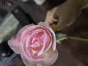 假花仿真花鲜花客厅装饰插花桌面绢花单支玫瑰花台桌干花摆件鲜花 雪山浅粉1支 实拍图