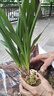 劉閣蘭花兰花苗 香妃 有香味的夏带花苞出售室内外花卉绿植盆栽草观花植物 5苗加盆土肥 说明书 实拍图