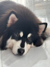 HELLOJOY狗狗零食10种口味福气大礼包1.2KG成犬幼犬磨牙奖励鸡鸭肉干2.4斤 实拍图