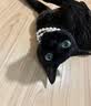 伊纳宝ciao猫零食成猫猫条宠物零食妙好啾噜流质零食布偶猫湿粮鱼条 【健康管理】随机混合14g*20条 实拍图