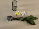 种花迷水培天堂鸟盆栽花卉植物室内客厅绿植面鹤望兰吸甲醛四季好养活 精品水培天堂鸟2株+水培U型玻璃瓶【含瓶】 实拍图