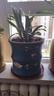 紫砂兰花盆特大君子惠兰花盆墨兰等各种兰花绿植陶瓷紫砂专用花盆 蓝色点彩竹节 紫砂 x 中等 实拍图