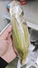京鲜生云南水果玉米 净重5斤单果280g+ 甜玉米棒新鲜蔬菜应季 源头直发 实拍图