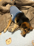 aipetofstory大狗狗绝育服 宠物中大型犬绝育手术服透气断奶夏季术后衣服L  实拍图