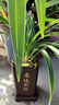 劉閣蘭花兰花苗世界上超香四季兰帝王妃 金边矮种夏带浓香花苞花卉盆栽 4大壮苗+配厚德载物盆+2包土 实拍图