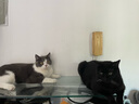疯狂的主人猫玩具小黄鸭漏食器冻干发射器猫咪狗狗自嗨解闷放零食玩具逗猫棒 实拍图