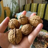 三只松鼠量贩装草本核桃礼盒1000g 纸皮核桃每日坚果零食 团购送礼 实拍图