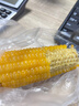 京鲜生 东北黄玉米260g*10棒 真空包装黏玉米棒粘玉米 源头直发 实拍图
