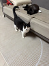皇家室内成猫粮 I27 通用粮 12月以上 4.5KG 实拍图