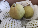 京鲜生新疆库尔勒香梨5斤装 全母梨 单果100-120g 源头直发 包邮 实拍图