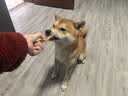 HELLOJOY狗狗零食磨牙肉干天然软骨洁齿中小型幼犬补钙 鸡肉兔耳朵60g 实拍图