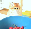 小佩智能自动喂食器SOLO白色 猫碗猫狗喂食器定时定量猫咪自动投食器 实拍图