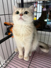 鲜朗低温烘焙猫粮无谷幼猫成猫鲜郎营养高蛋白鸡肉全价全期通用型猫粮 烘焙猫粮2kg【单包装】 实拍图