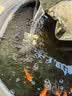 森森鱼缸水泵小型小水泵潜水泵水循环鱼缸过滤泵抽水泵迷你潜水泵 XQP-500 6W水泵可调流量+1米水管 实拍图