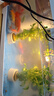 阔庭（KUOTING）缸水族箱生态桌面鱼缸新款懒人鱼缸生态造景过滤制氧一体机白色 实拍图