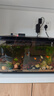 画法几何南美风枯木鱼缸造景套餐 米家智能鱼缸专用仿真枯木丛林  实拍图