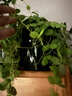 九千谷花盆塑料自动吸水懒人盆室内阳台高透明自吸水花盆绿色3个装6201 实拍图