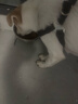 网易严选犬粮 全价冻干三拼鸡肉狗粮幼犬成犬小型中大型犬通用金毛 500g 实拍图