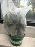 双盟绿萝盆栽除甲醛花卉绿植办公室新房净化空气180加仑4盆装源头直发 实拍图