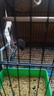 万宠汇 鸟活体虎皮鹦鹉笼养牡丹玄风活鸟学说话手养小太阳鹦鹉宠物鹦鹉 小灰珍珠鸟一只 实拍图