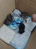 新宠之康 宠物羊奶粉400g狗狗猫咪成幼犬猫泰迪金毛羊奶粉营养补充 实拍图
