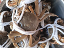 【活蟹】湖鲜阳澄大闸蟹公3.5-3.8两 母2.5-2.8两5对10只鲜活螃蟹生鲜礼盒装源头直发 实拍图